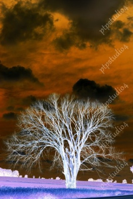 IMG 2349E2 White Tree Under Orange Sky
