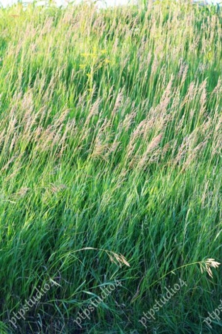 IMG 2285E Tall Grass