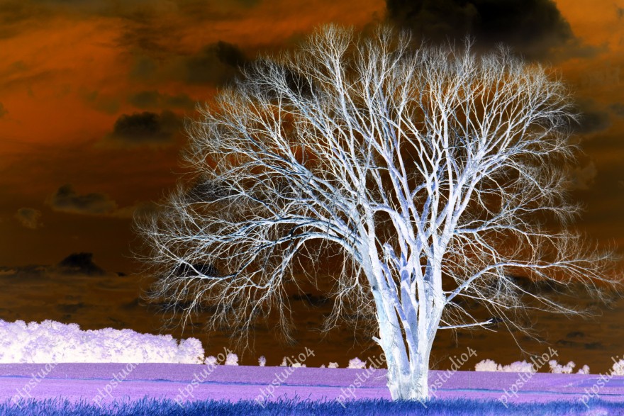 IMG 2346E2L White Tree Under Orange Sky