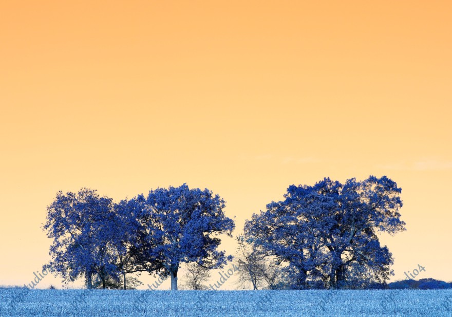 IMG 0183E2 Blue Trees Orange Sky