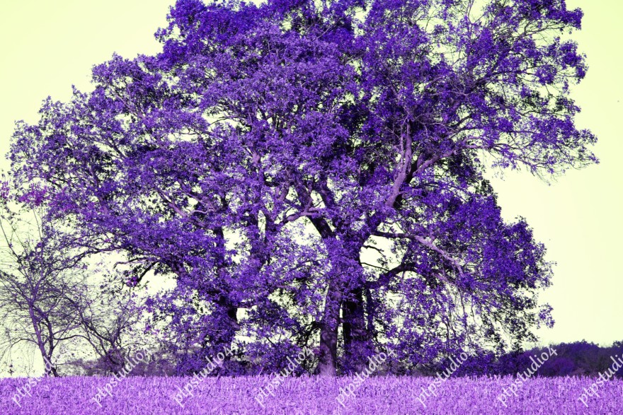 IMG 0186E4 Purple Trees