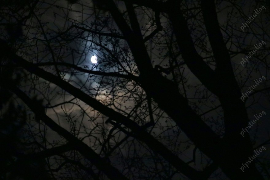 IMG 0407E Moon Through Trees