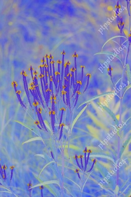 IMG 2879E2 Meadow Flowers, Blue