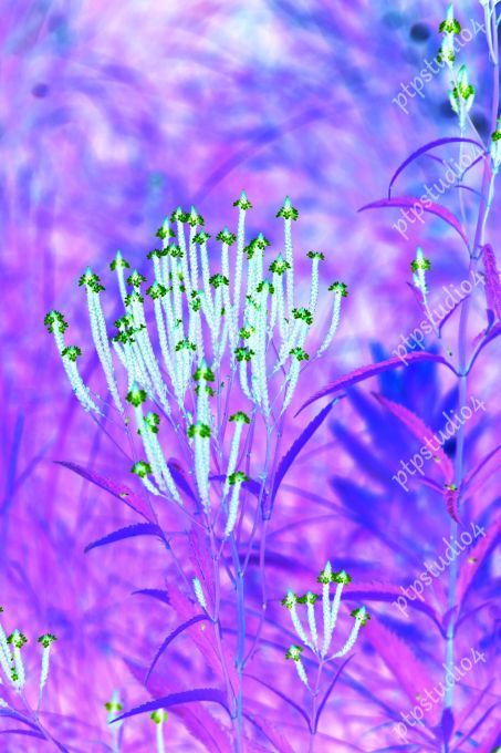 IMG 2879E6 Meadow Flowers, Purple